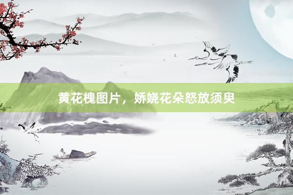 黄花槐图片，娇娆花朵怒放须臾